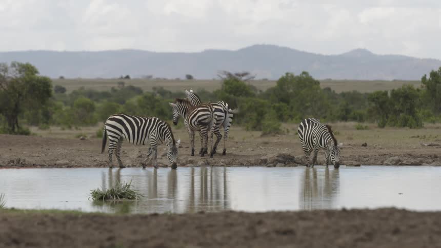 Zebras gather around a waterhole