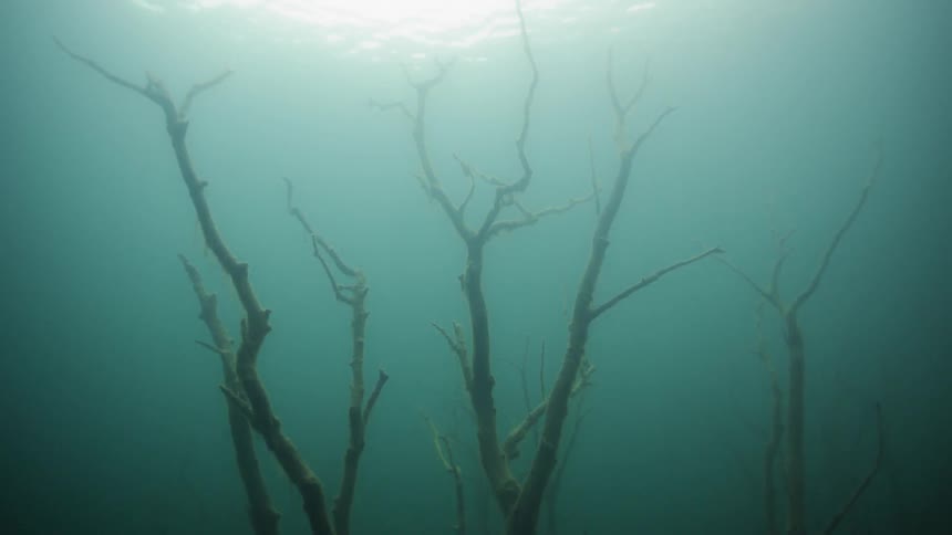 The trees are reaching up under the water