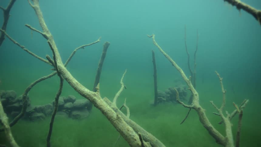 Dead trees are in the murky water