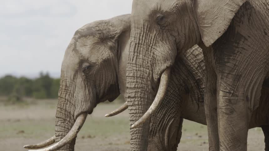 Two elephants stand outside in the dirt