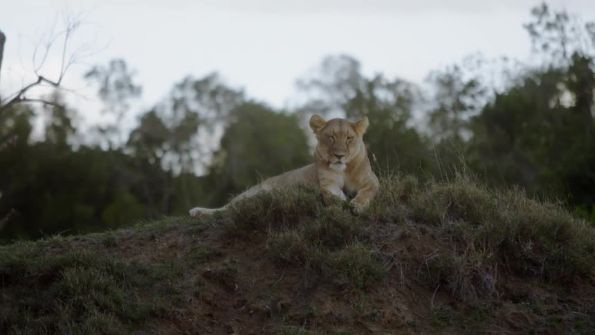 The lion is resting on the hill