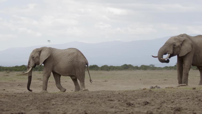 Elephants walk in a dirt field