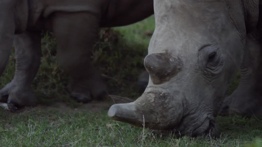 Rhinoceros graze on the grass in a field