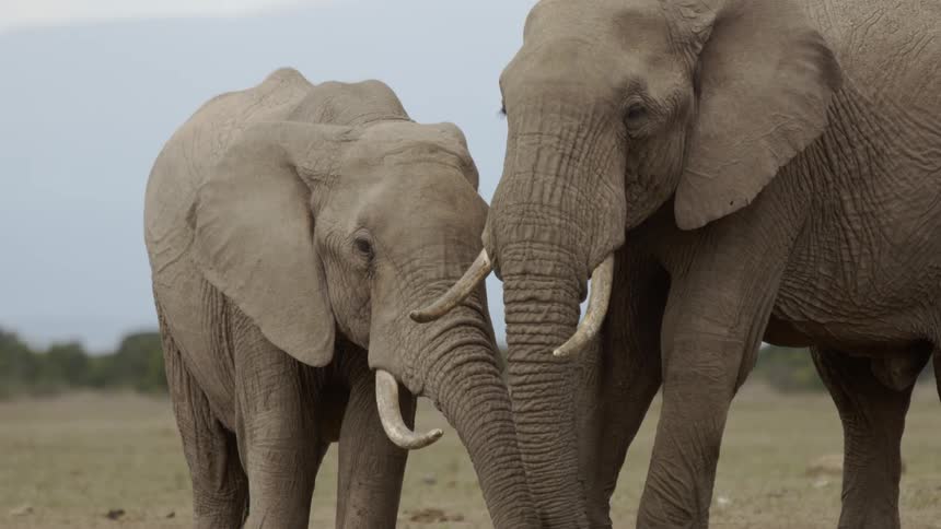The elephants are drinking water
