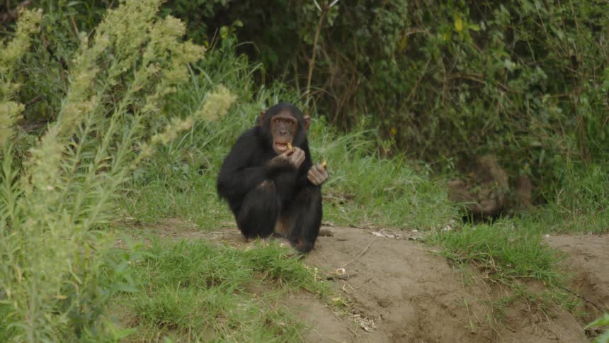 The monkey is eating on the hill