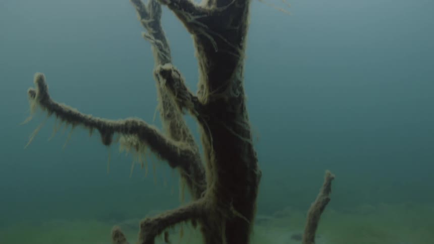 The tree reaches from the bottom of the water