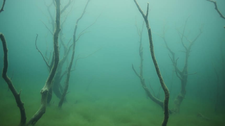 The water is murky and full of trees