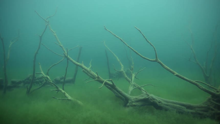 The branches are laying at the bottom of the water