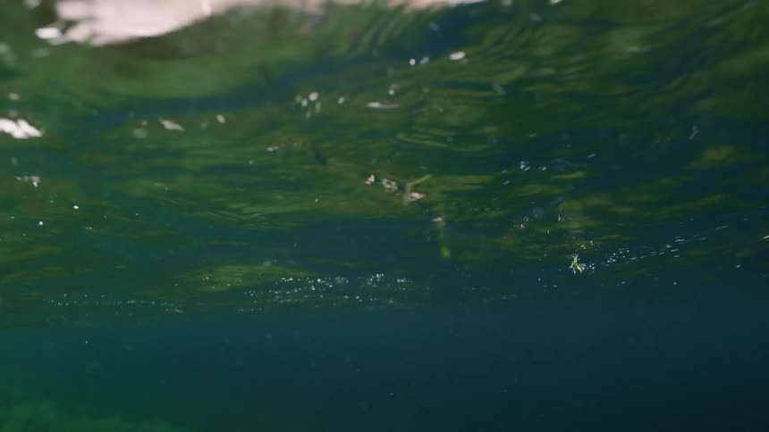 Bubbles rise up to the water's sunny surface