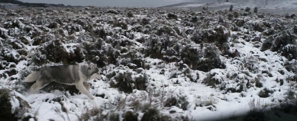 Large dog running along a snowy field