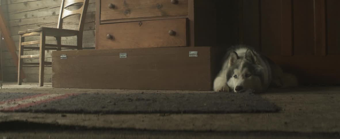 A dog laying next to a dresser