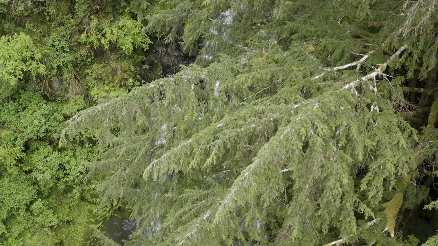 Aerial shot flying over a stream and waterfall in a lush forest