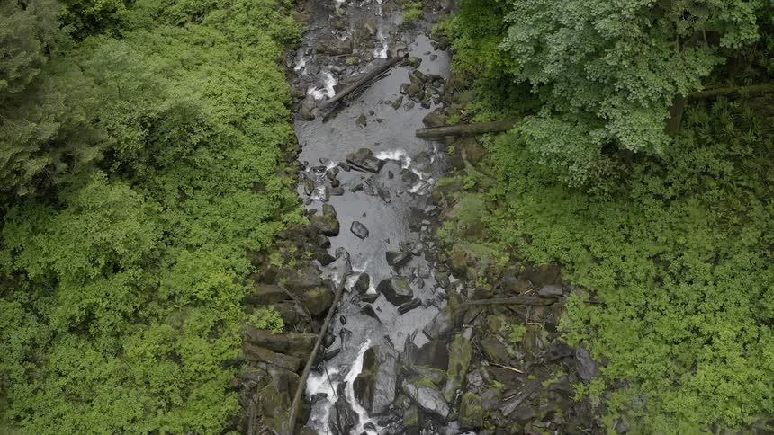 Birds-eye view of a stream flowing through a lush, green forest