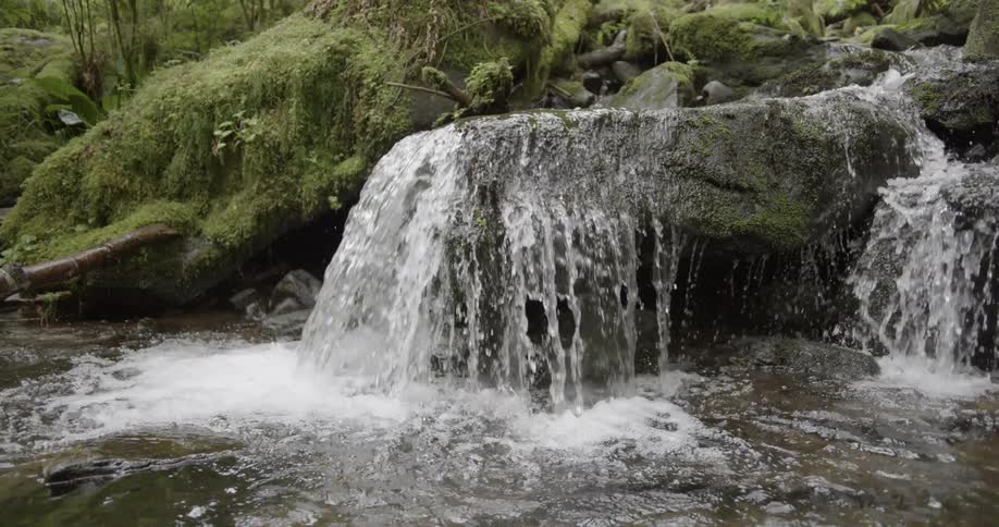 A creek flows over rocks in a mossy forest