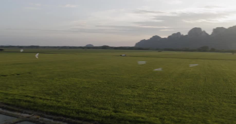 Birds fly above the grassy field