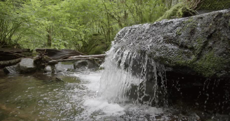 Shaky shot of a stream in a green forest flowing over a rock