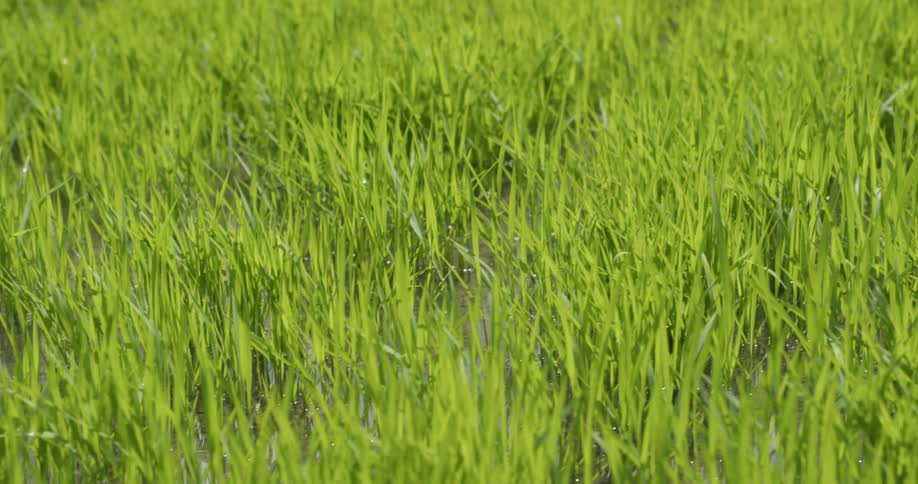 The sun is shining on the tall grass