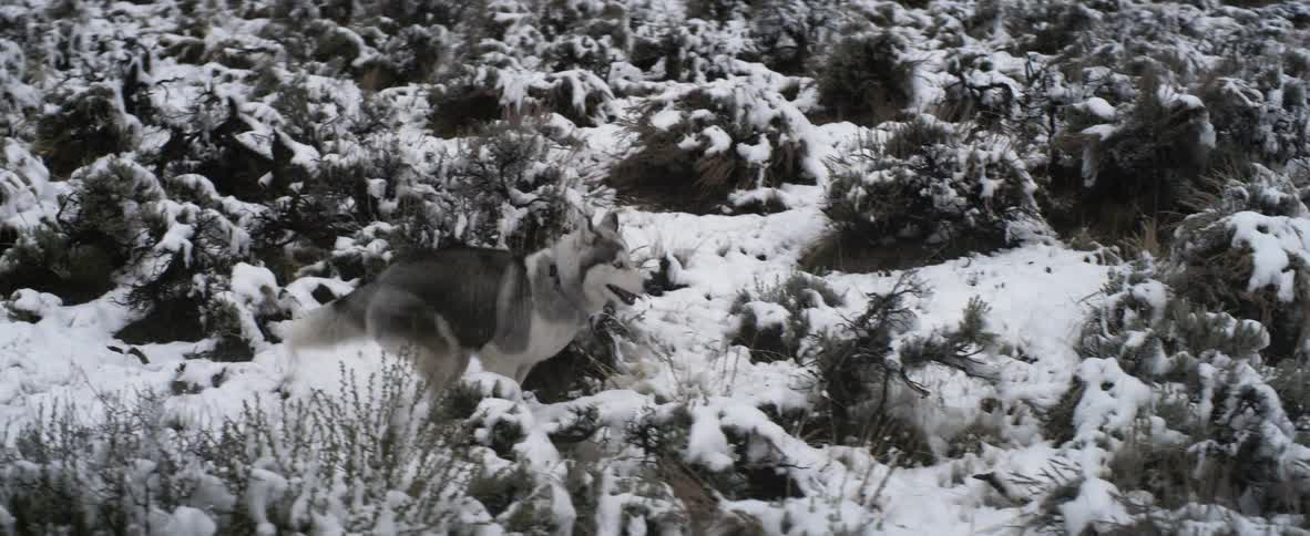 A wolf runs through the snow