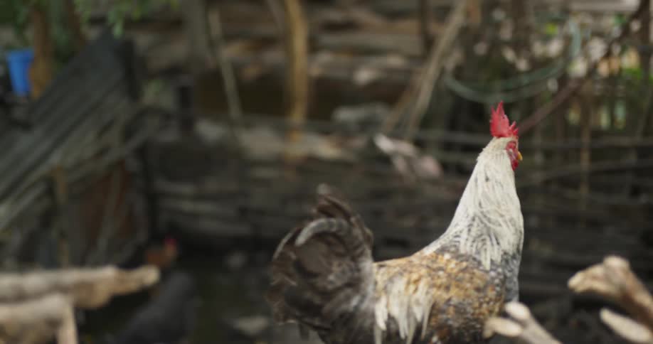 Rooster stands in a pen looking around