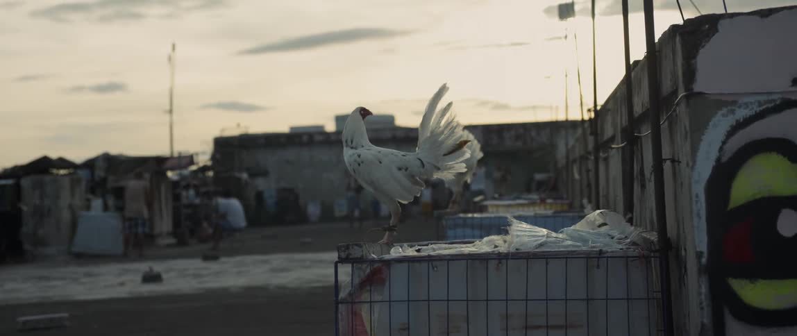 The bird is standing on the cage