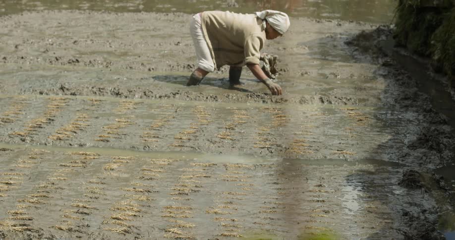A woman picks crops in a muddy field