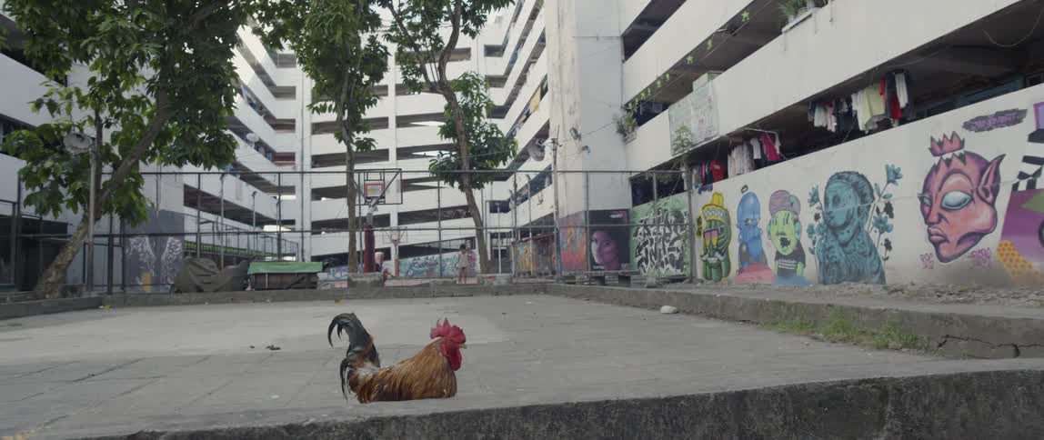 The rooster is walking in the lot