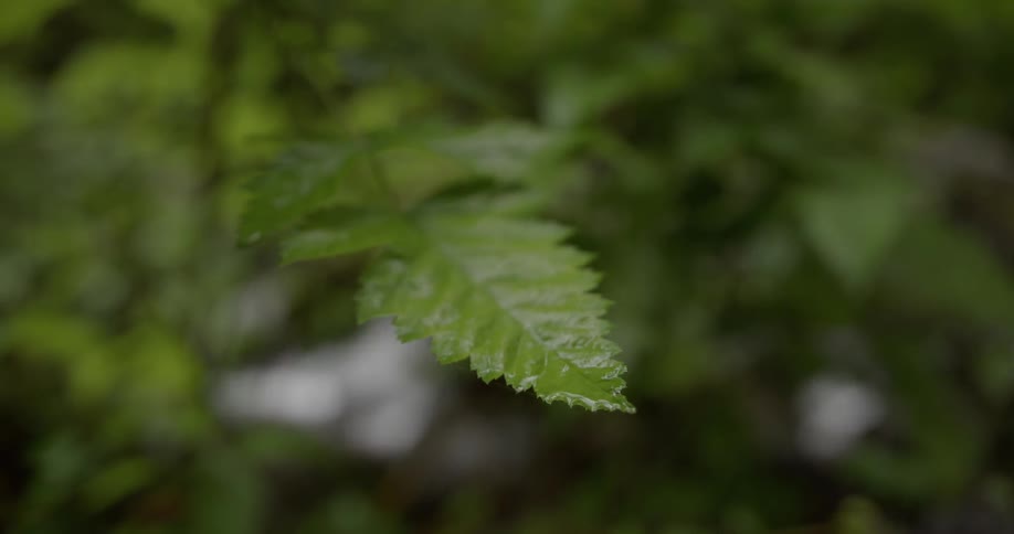 A leaf shakes above a flowing stream