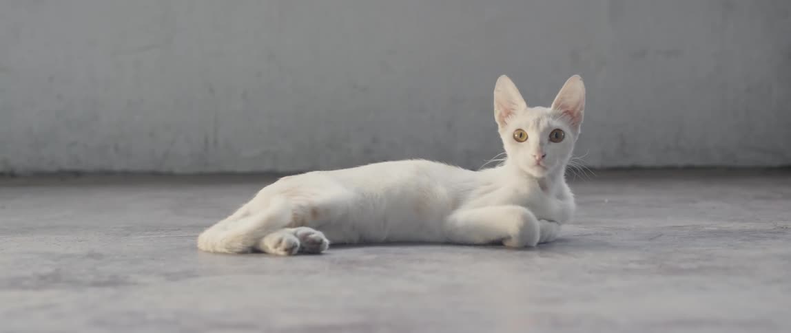 Small white cat lays on the floor looking up