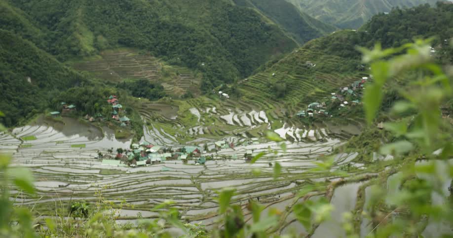 Wind blows through plants on a mountainside