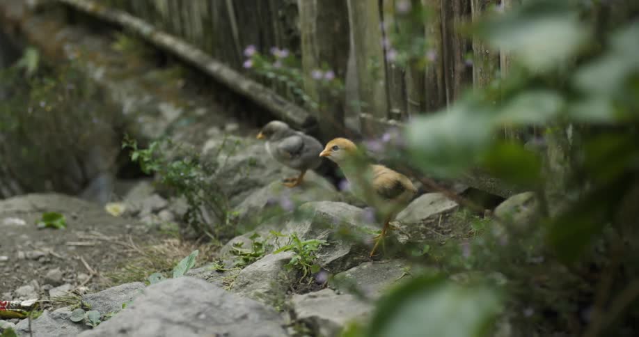 Baby chicks stand outside next to a wooden fence