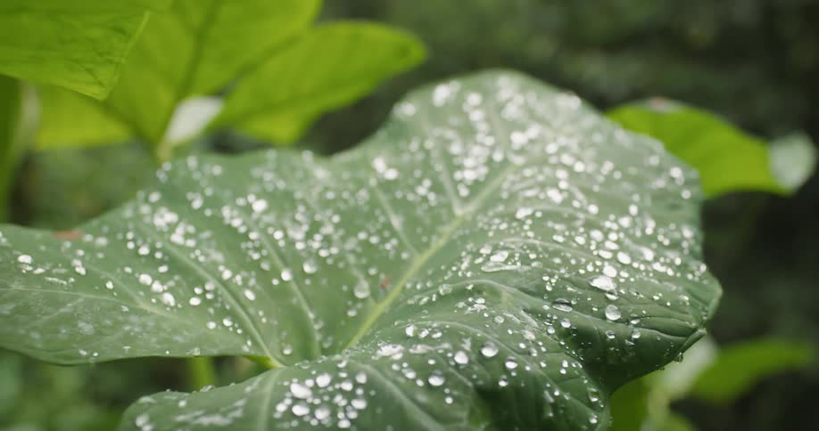 The leaves are covered with drops of water