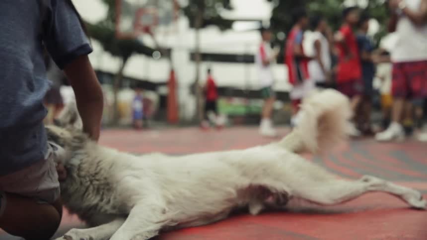 Person pets a dog outside on a basketball court