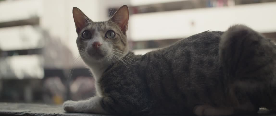 Cat sits on a ledge outside in the city