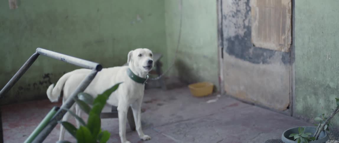 White dog tied to a leash outside stands and barks