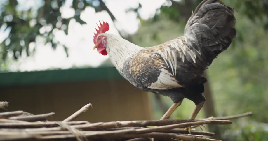 Rooster leaps up on to a pile of sticks and goes down the other side