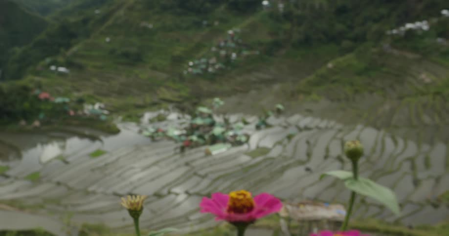 Flowers grow in mountains near flooded fields