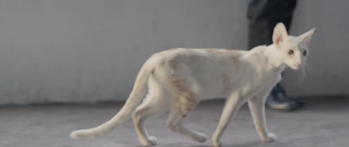 A white cat walks on concrete