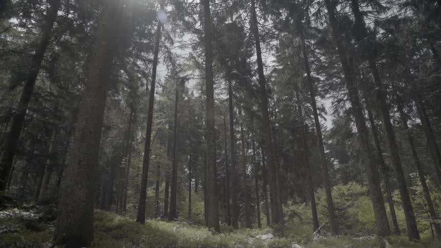 Trees standing in a forest on a sunny day