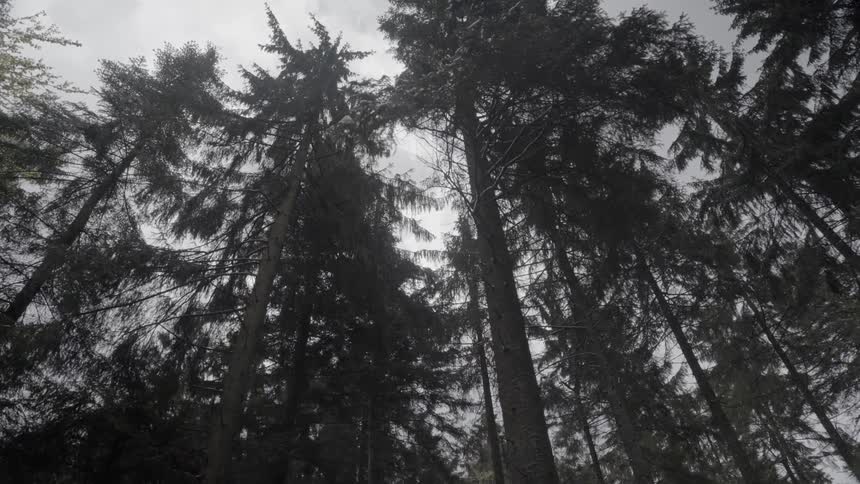 The tall trees go high into the clouds