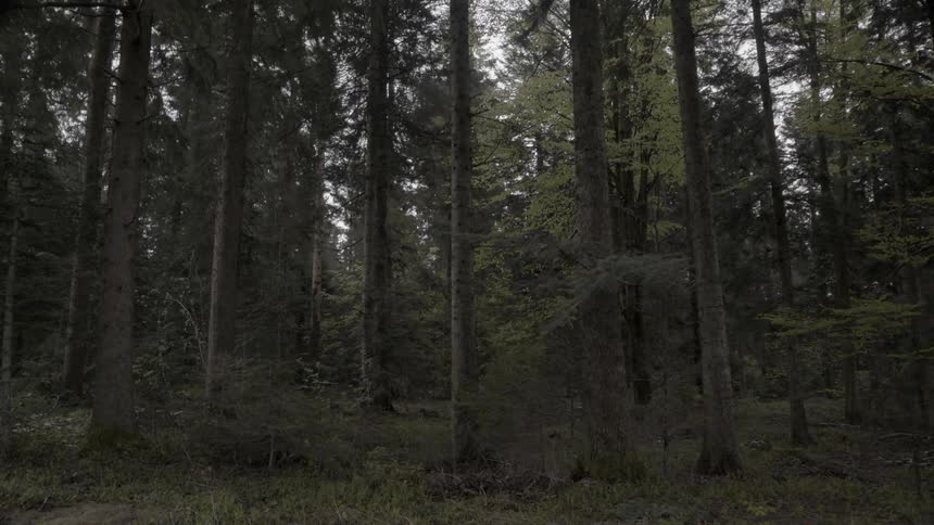Tall trees in forest on rainy day