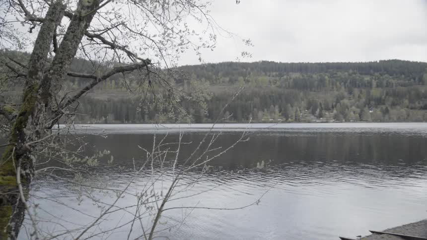 Water is rippling in lake surrounded by trees