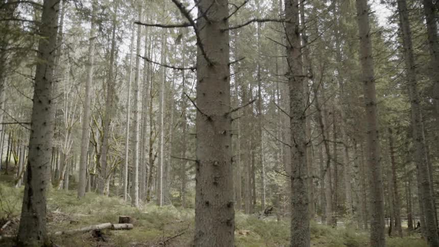 Trees cover the woodsy landscape