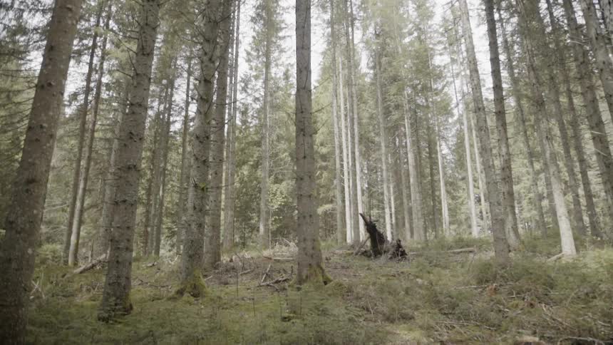 A truck travels past trees in a forest