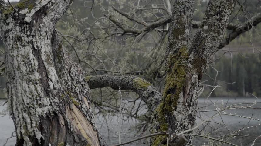The trees hang over the side of the lake