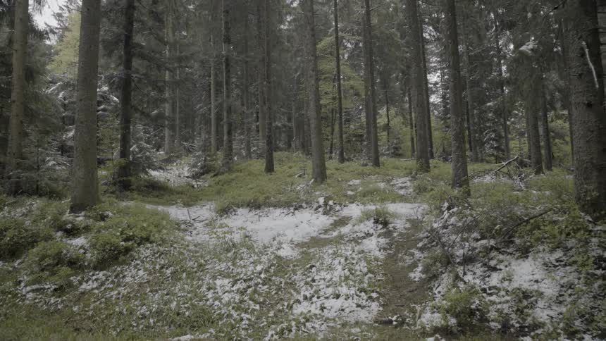 The hill leads to a forest at the top