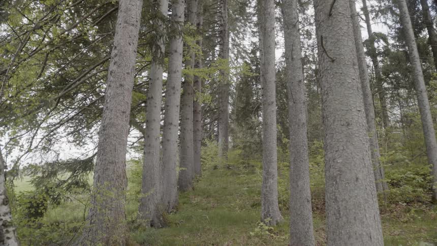 A stand of trees is leading toward the horizon in daylight