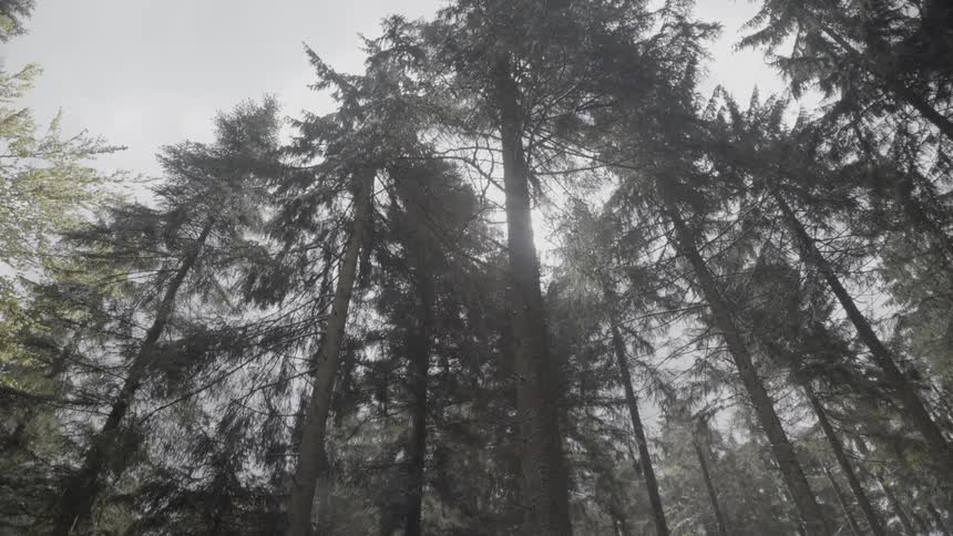 The tall trees cover the cloudy sky