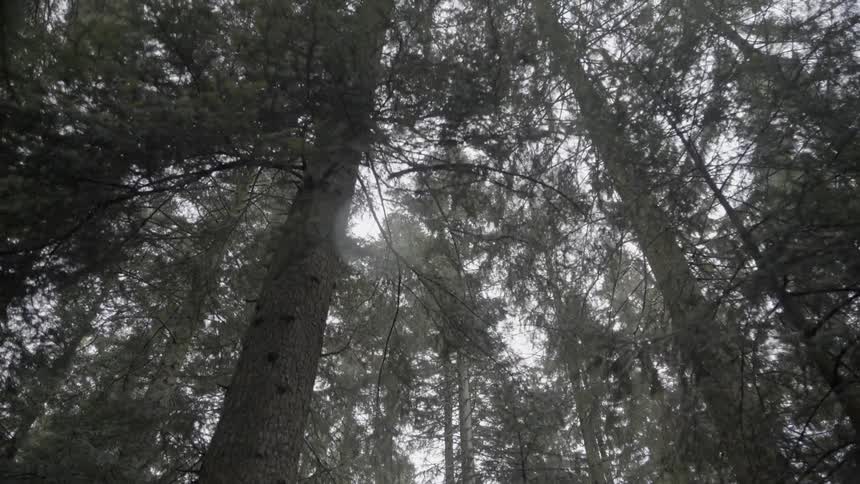 The tall trees partially cover the cloudy sky
