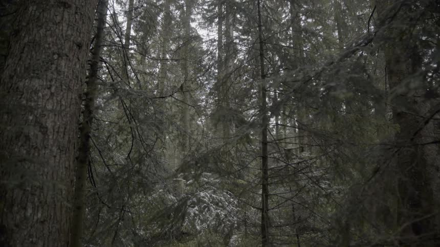 Heavily wooded area on a cloudy day