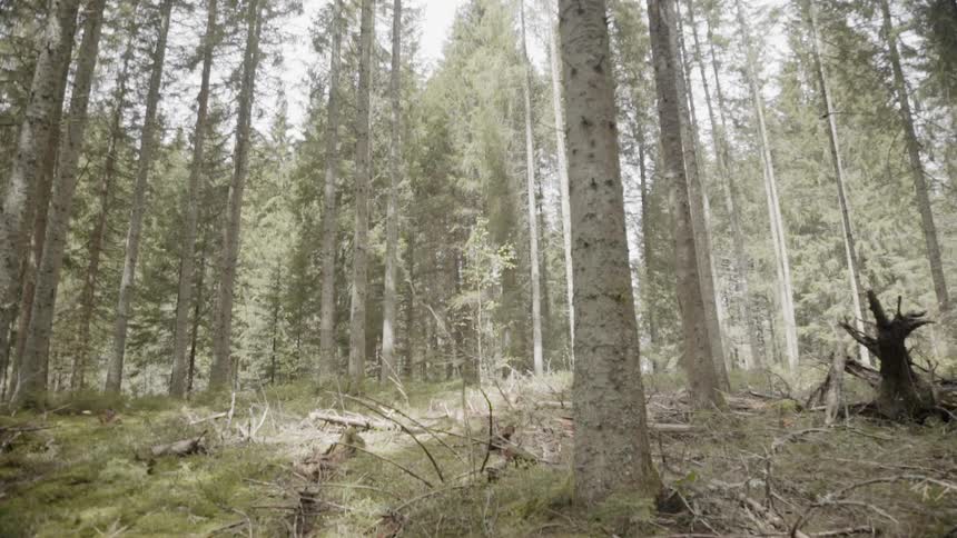 The forest is full and on a hill